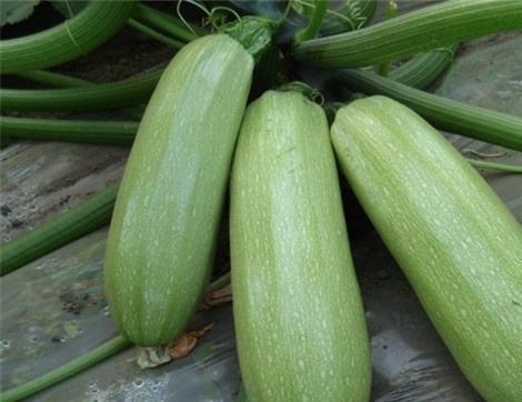 吃白银瓜有什么好处,养生佳品，健康益处多