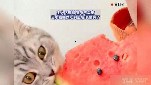 吵架小猫吃瓜,小猫吃瓜引发的争吵风云