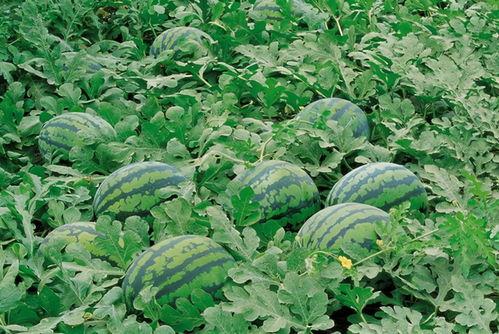 赏花吃瓜搞笑图片,赏花吃瓜搞笑瞬间大盘点