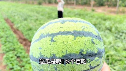 蹲地头吃瓜,揭秘农村生活的独特风情