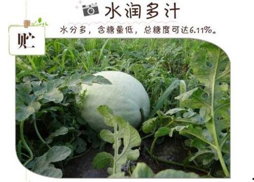 感冒吃三白瓜,天然食疗的神奇疗效