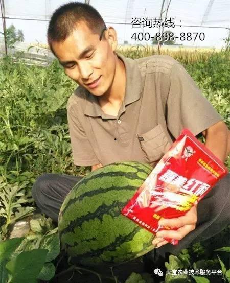 长垣吃瓜事件解析,揭秘背后真相与网络舆论的漩涡