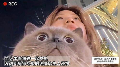 遛猫吃瓜,揭秘猫咪的悠闲生活与人类的小确幸