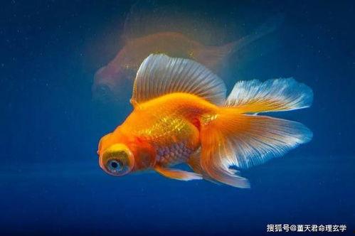 银河金鱼吃瓜,一场奇幻的美食之旅